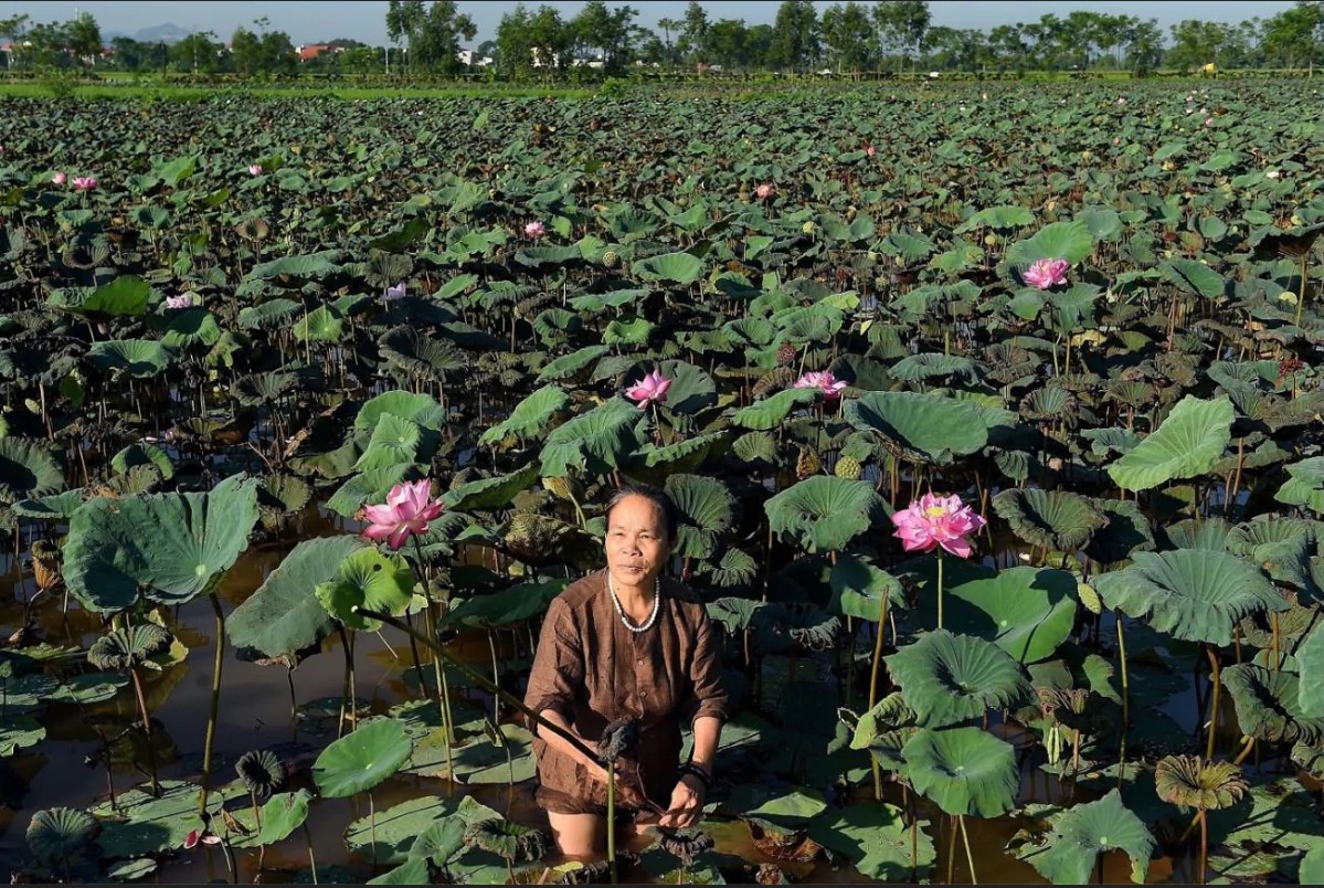 Unique lotus silk in Vietnam